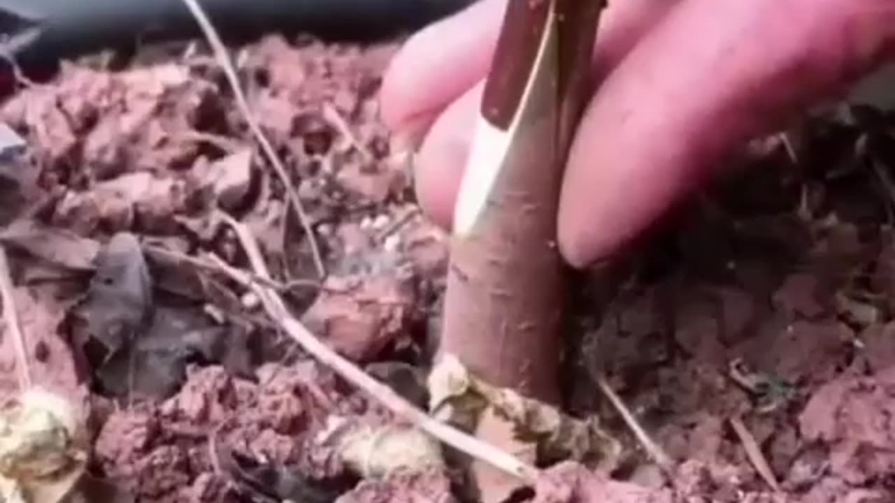 The process of grafting seedlings.