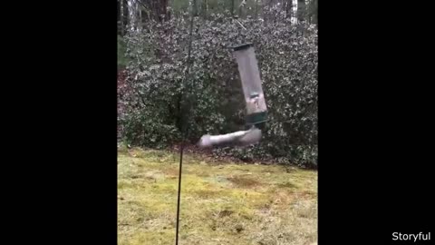 Funny Animal Videos