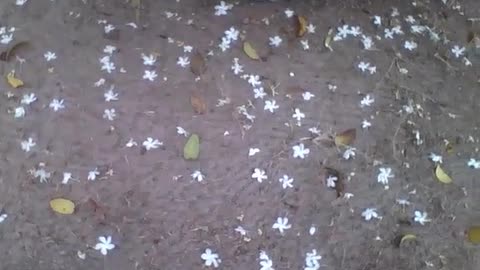 Beautiful white flowers on the ground, there are also dry leaves, pretty scenery! [Nature & Animals]