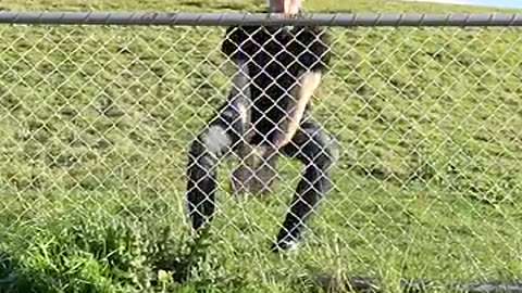 😂😂😂😂 funny animal leap over a fence