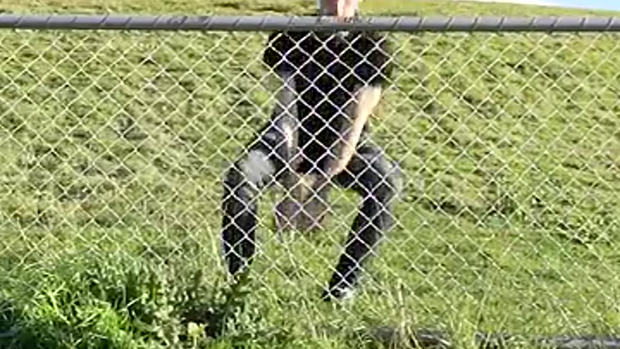😂😂😂😂 funny animal leap over a fence