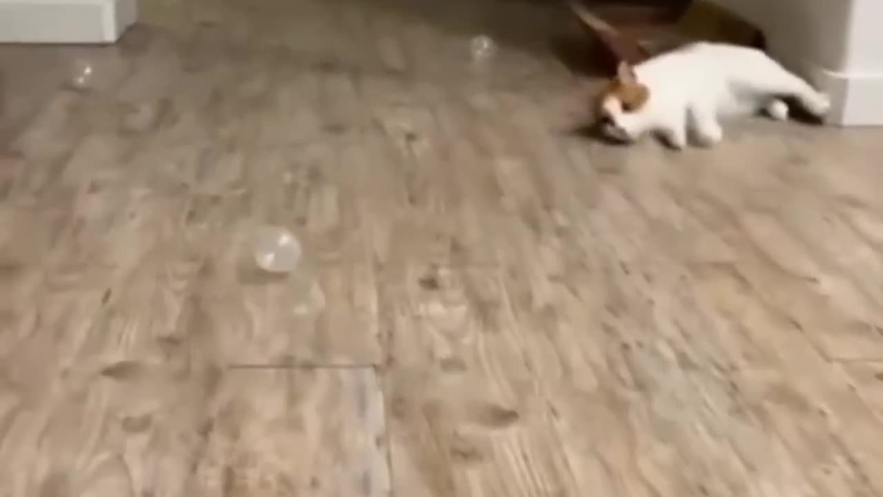 Adorable Chaos | Funny Cats & Kittens Edition 🐾😂
