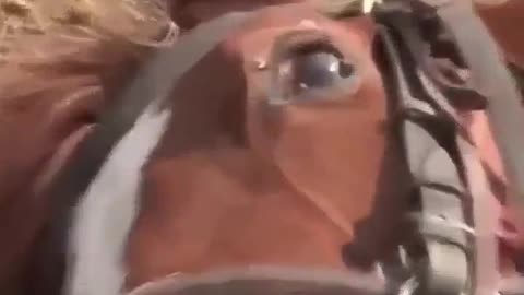 A HORSE NAMED TOM WHO HAS A DRAMATIC STRATEGY OF AVOIDING WORK HE PLAYS DEAD WHEN EVER SOMEONE WANTS A RIDE