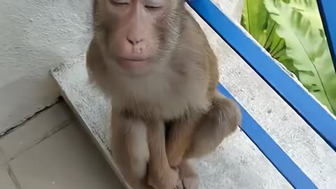FUNNY: A Monkey looks shy