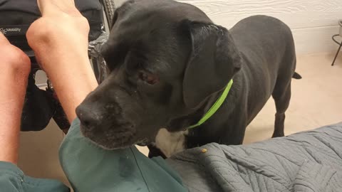 Nelly 5y A869565 beautiful, dreamy doggie@TRN, from kennel 207 harrys haven PACC shelter20250713681