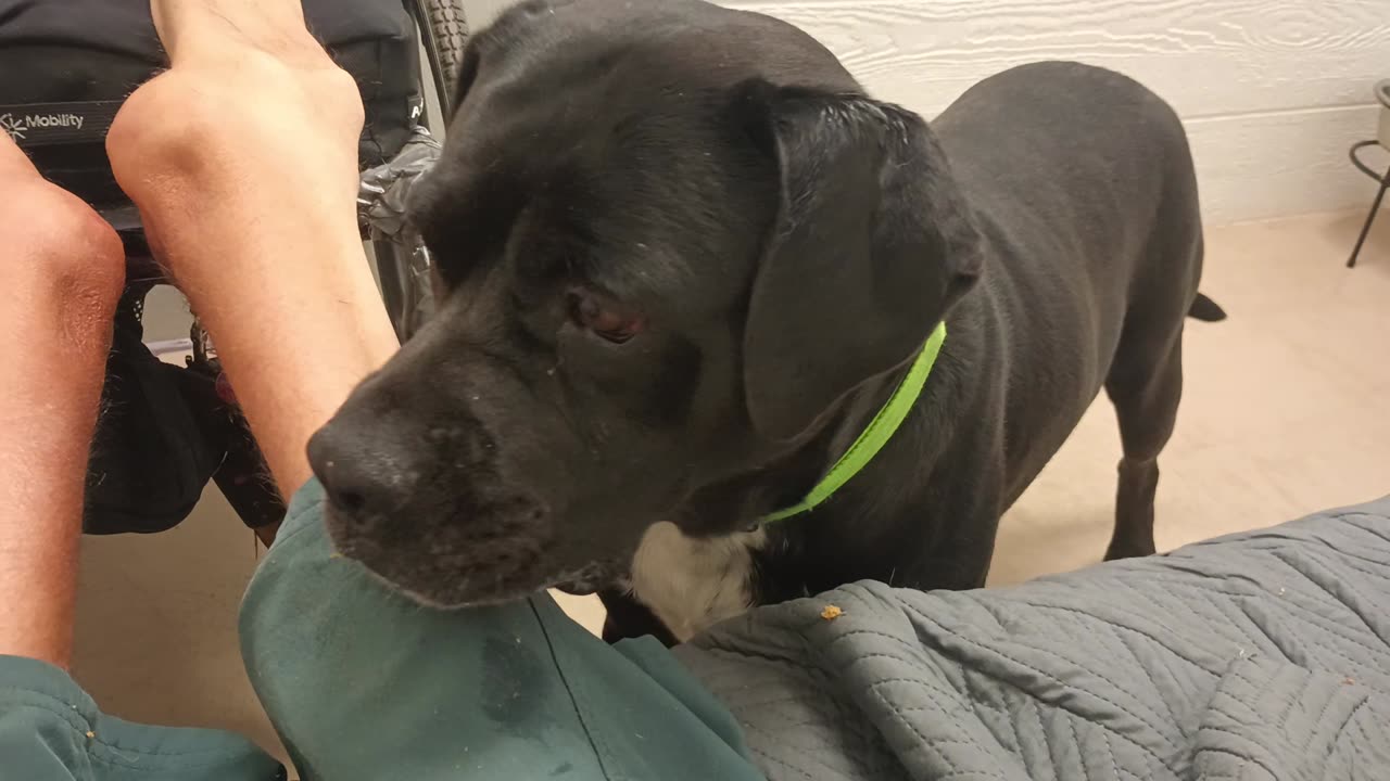 Nelly 5y A869565 beautiful, dreamy doggie@TRN, from kennel 207 harrys haven PACC shelter20250713681