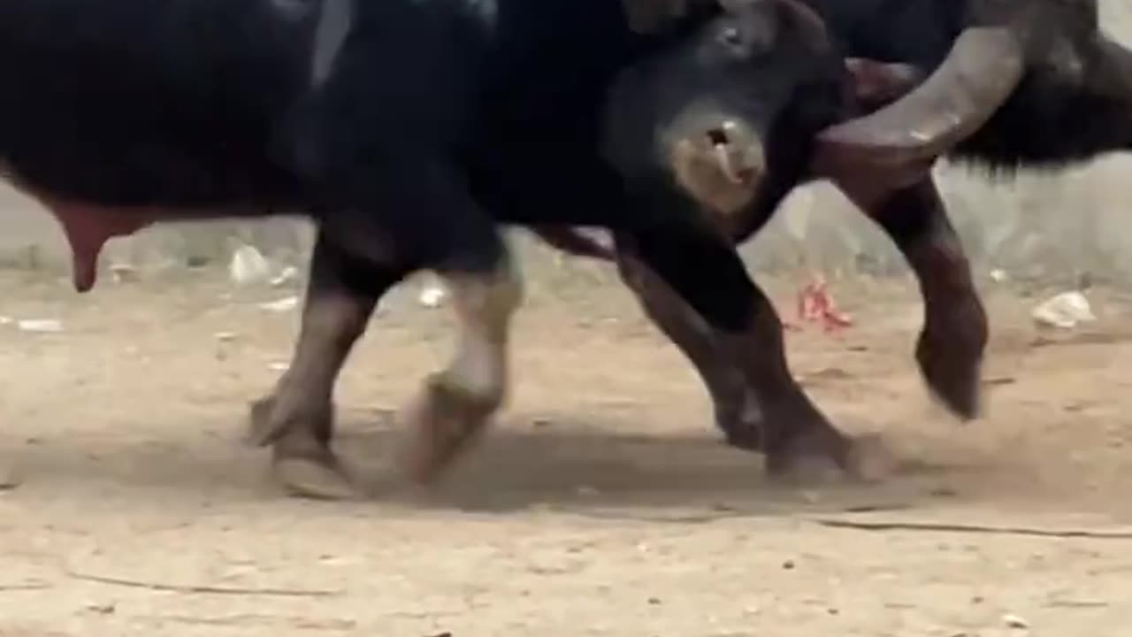 National Bullfighting Culture