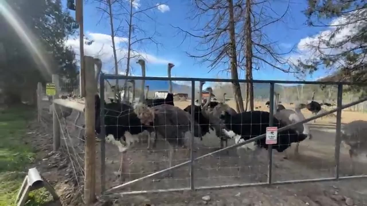 Save the Ostrich farm in Edgewood, BC