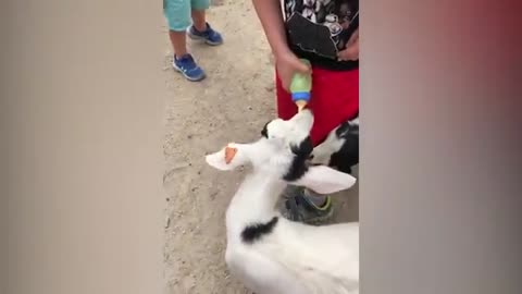 Funny animals compilation 4 ( try not to laugh)😂😂