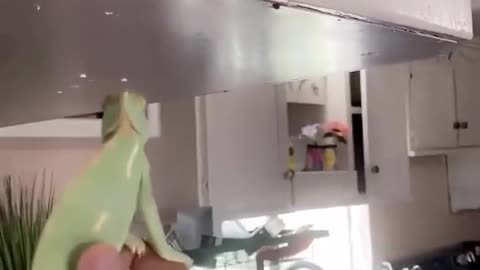 Pest Control