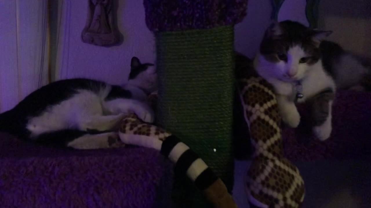 Brotherly LOVE
