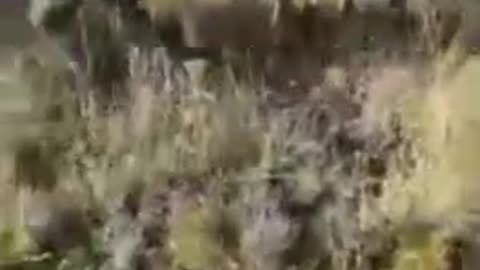 2 boargreyhounds hunting antelope