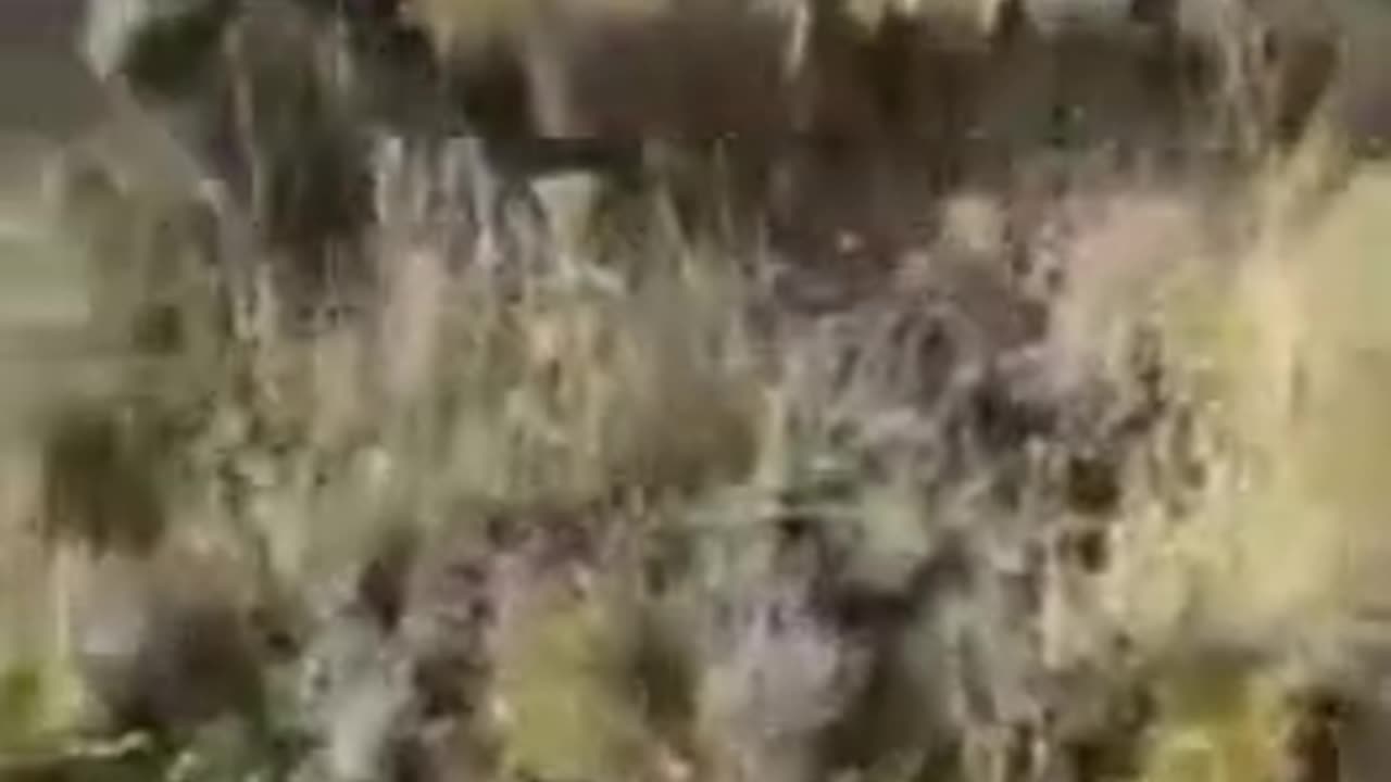 2 boargreyhounds hunting antelope