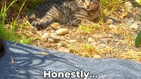 This Cat Needs to Pay Child Support 😺