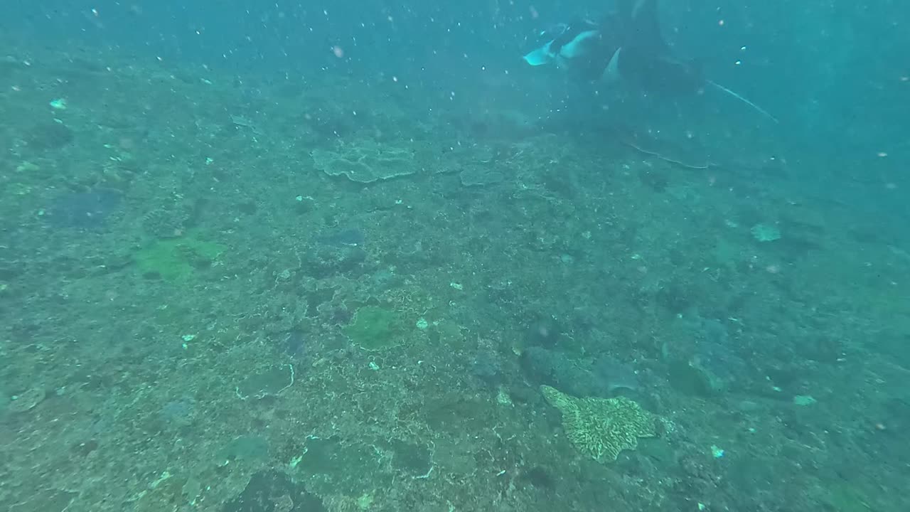 Mark Clark Portrush Taylor Clark swimming with Manta Rays in SE Asia, Vietnam, Indonesia, Laos 2025.