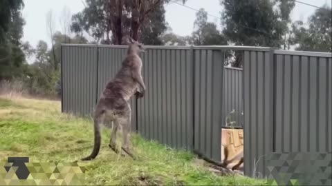 Animals funny moment