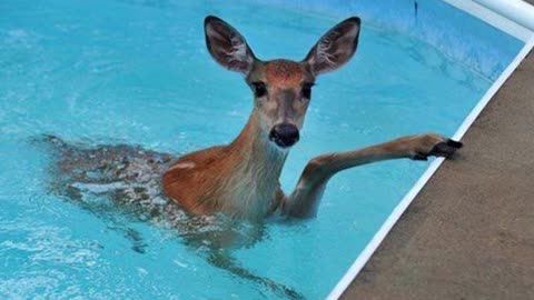 1M+ LAUGHS are waiting in this Funniest Animals