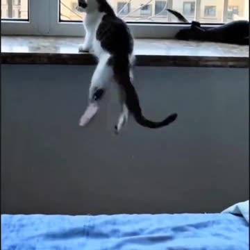 “😸⚔️ Incoming! Funny Little Kitty Hits the Battlefield in 3…2…1!”