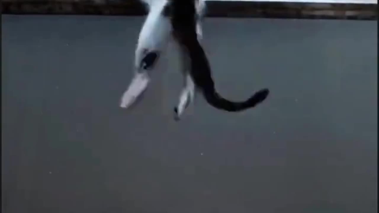 “😸⚔️ Incoming! Funny Little Kitty Hits the Battlefield in 3…2…1!”