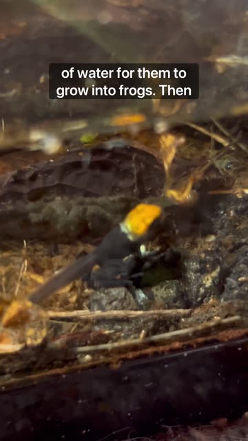 Interesting Poison Dart Frog Facts!