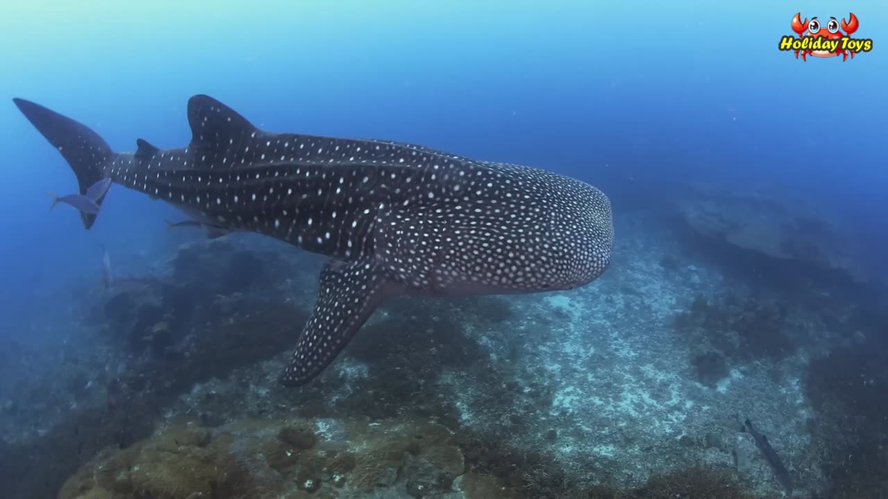 Blue Marlin Fish Can Jump High Above the Water When Looking For Prey