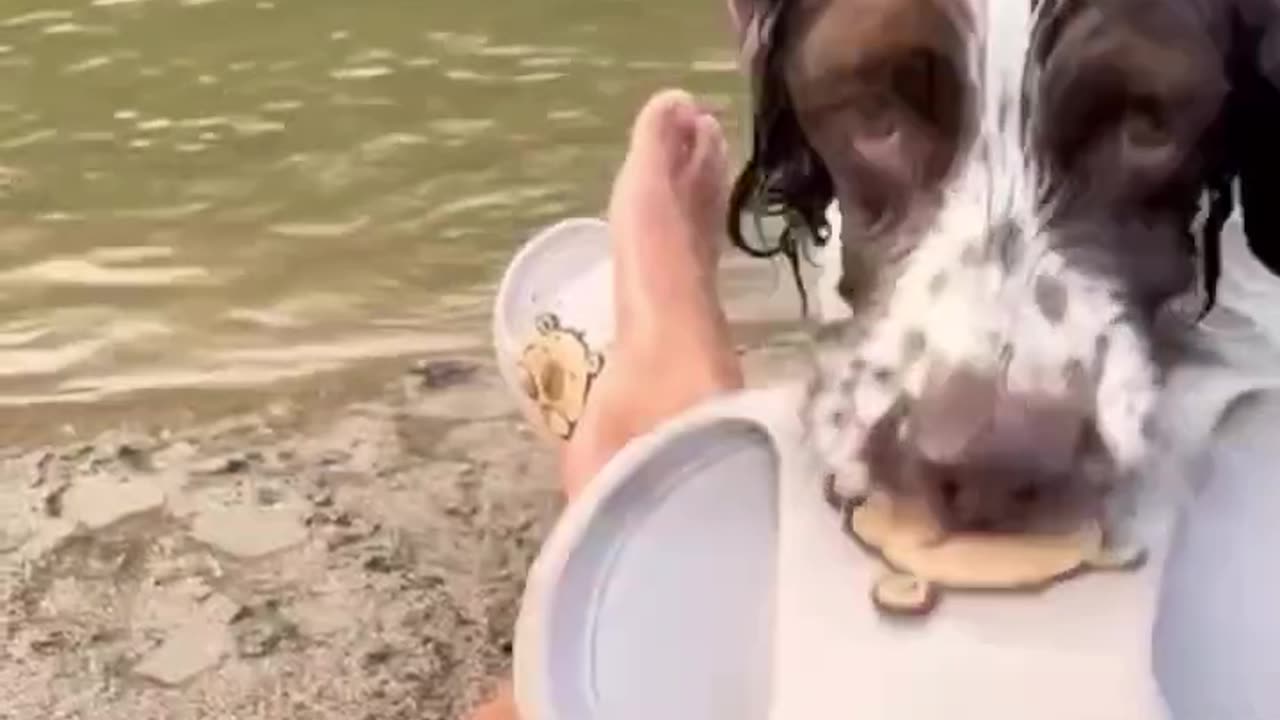 Funny time with dog