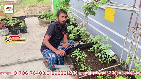 টমেটো গাছের পাতা কোকড়ানো রোগ হলে কী করবেন? 🍅 | Leaf Curl Solution | Siraj Tech