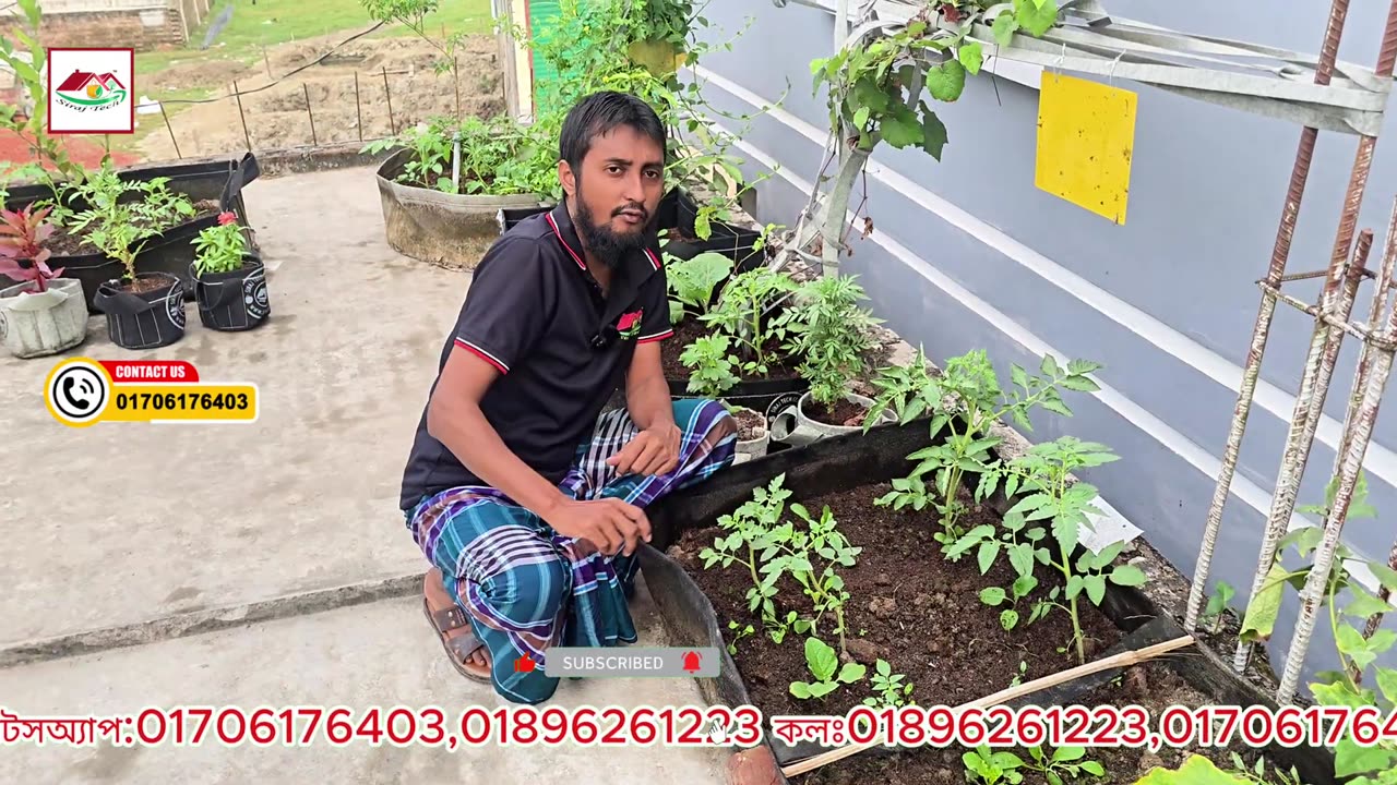 টমেটো গাছের পাতা কোকড়ানো রোগ হলে কী করবেন? 🍅 | Leaf Curl Solution | Siraj Tech