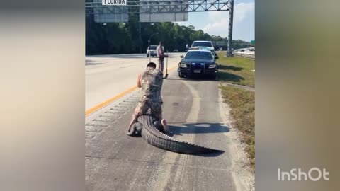 Barefoot man wrangles large alligator on busy Florida freeway