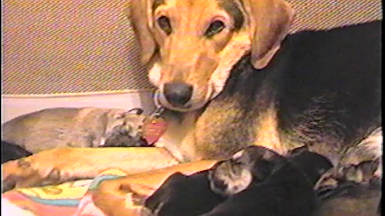 2002-VA-Puppies-3