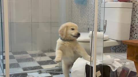 Golden Puppy Aslam Makes Toilet Paper Mess