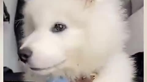 Cute whining puppy