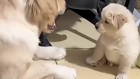 AA:338iW, CUTE Lovely puppy and So cute of pets