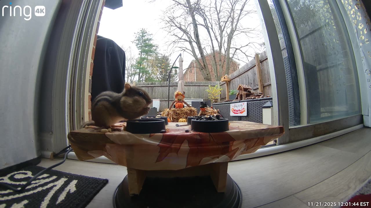 Chipmunk Joins Homeowner For Breakfast