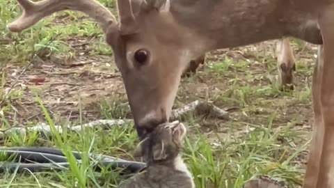 Becoming Deer Friends