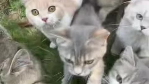 😘 😸#Gatito & 😻#Gatitos 🥰#Chiquiados 🫰🏼Por 🫶🏻#Sus 👧🏻#Dueñas.👍🏻