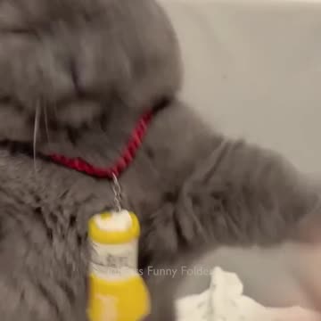 #88 Funny Cat videos 🐱🐱 #meowing #memes #cute