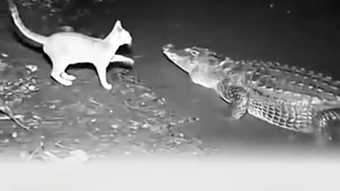 animals