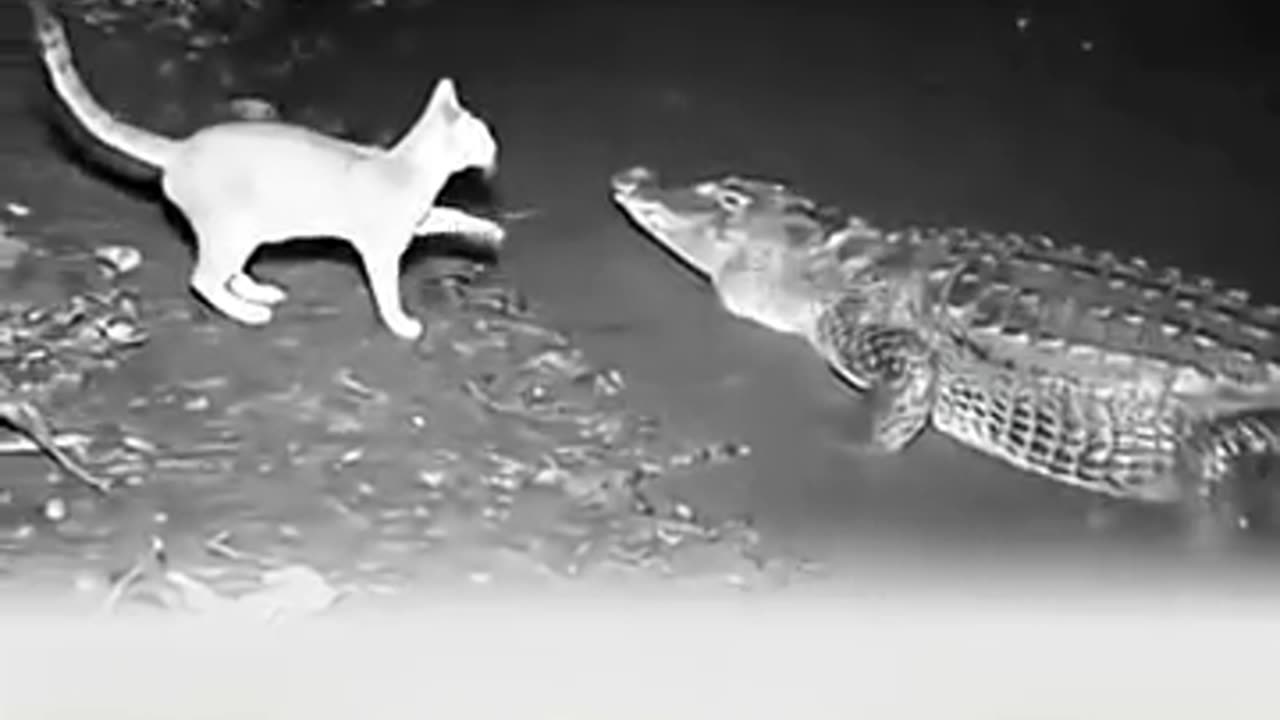 animals
