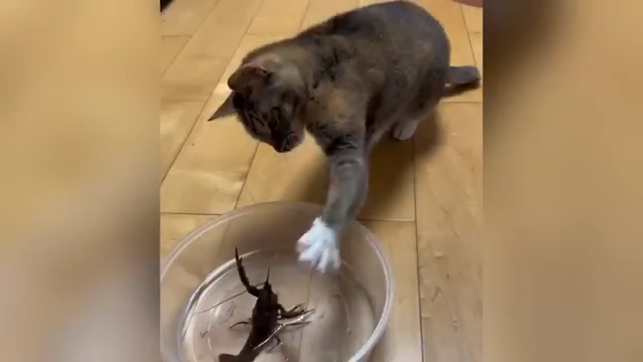 Funniest Cats and Dogs Clips