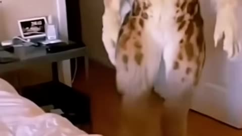 The end 🤣🤣 #shorts #funny #cat #dog #pets #animals #memes #cute