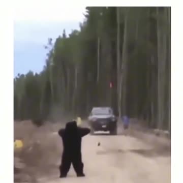 BEAR PRANK