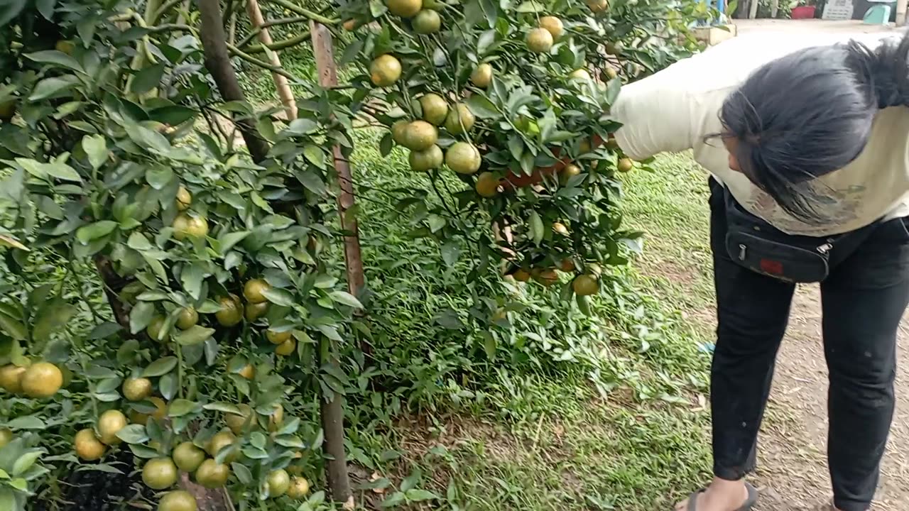 Sweet Orange Picking at the Farm | Fresh from the Tree – Part 1