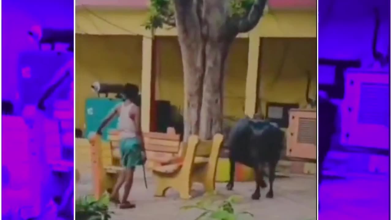 Buffalo Runs Riot in Meerut Municipal Office — Breaks Windows, Scatters Files as Staff Flee in Chaos