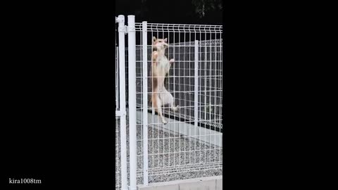 Funniest ANIMALS Videos 2025 will make you LAUGH YOUR HEAD OFF