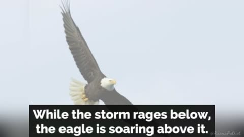 Bald eagle