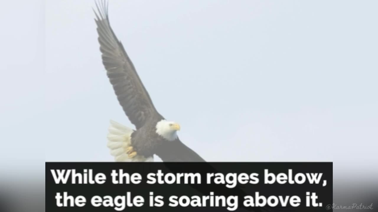 Bald eagle