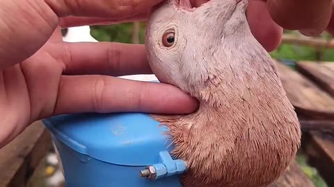 🤯✨ Wait For The Final Moment! Giving Vitamin Pill To A Bird | FeedMyCuriosity