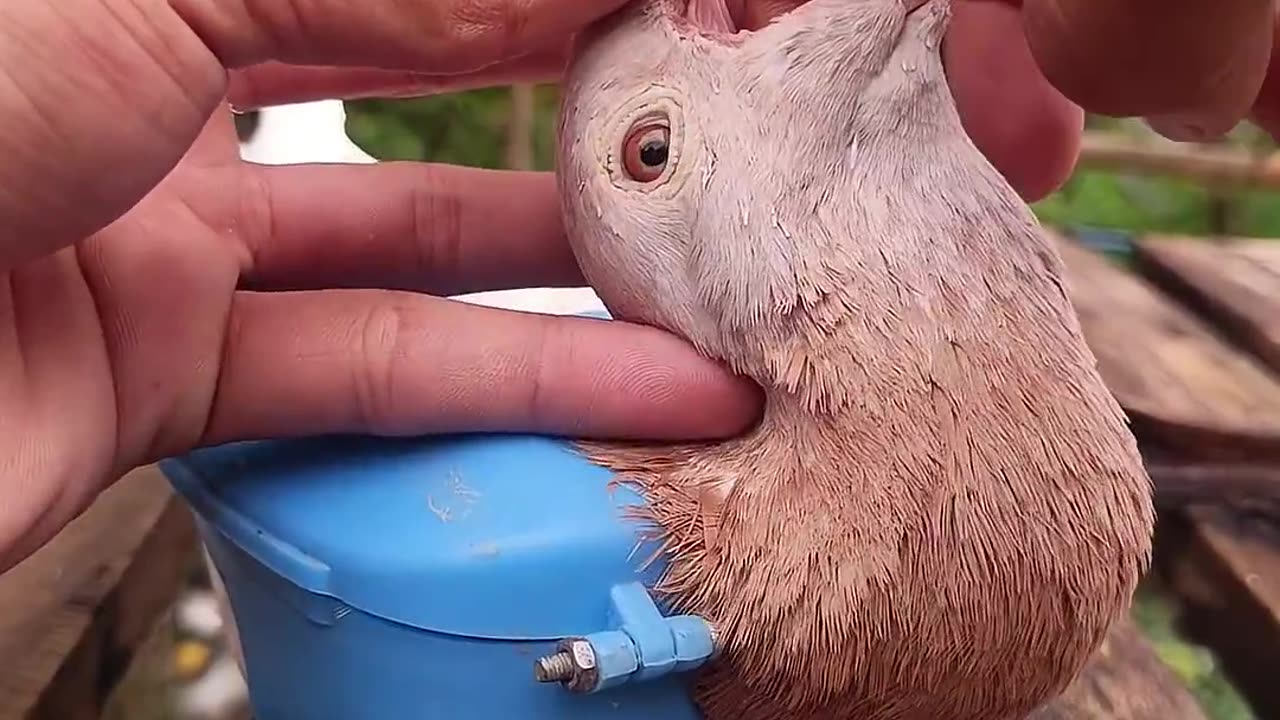 🤯✨ Wait For The Final Moment! Giving Vitamin Pill To A Bird | FeedMyCuriosity