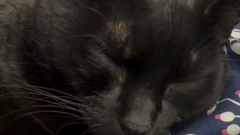 Cute Precious Piper is a Peaceful Lap Cat - My Adopted Shelter Cat Vlog #shorts